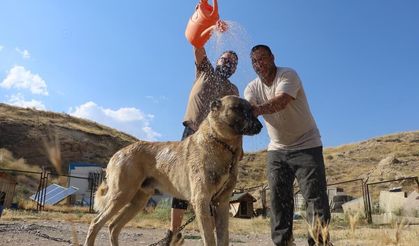 Sivas'ın kangalları sıcaktan bunaldı, kış özlemindeler