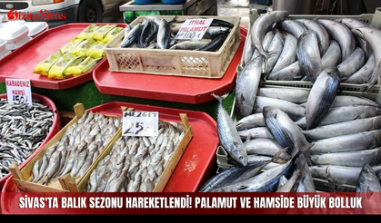 Sivas'ta balık sezonu hareketlendi! Palamut ve hamside büyük bolluk