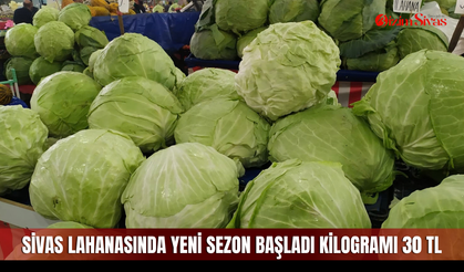 Sivas lahanasında yeni sezon başladı kilogramı 30 TL