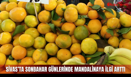 Sivas’ta sonbahar günlerinde mandalinaya ilgi arttı