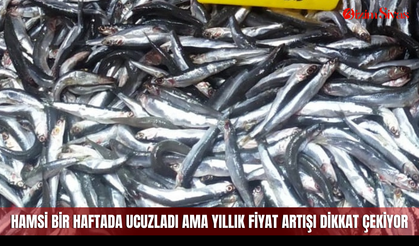 Hamsi bir haftada ucuzladı ama yıllık fiyat artışı dikkat çekiyor