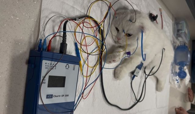 Sivas Cumhuriyet Üniversitesi'nde Kediye İşitme Testi Yapıldı