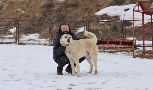 Sivas Aslanının Konforu Kış