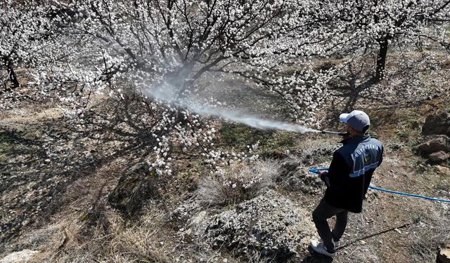 Kayısıda Mesai Başladı
