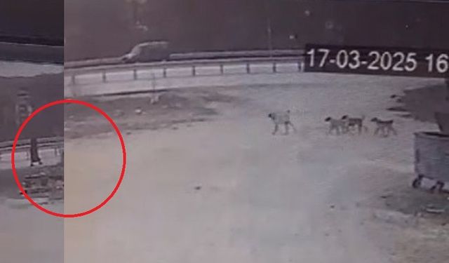 Sivas'ta Sokak Köpekleri Kadına Saldırdı