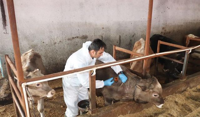 Sivas'ta Şap Aşısı Yaptırmayanlara 105 Bin TL Ceza