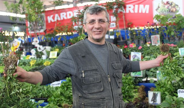 Sivas'ta bahar coşkusu fide tezgahlarına yansıdı