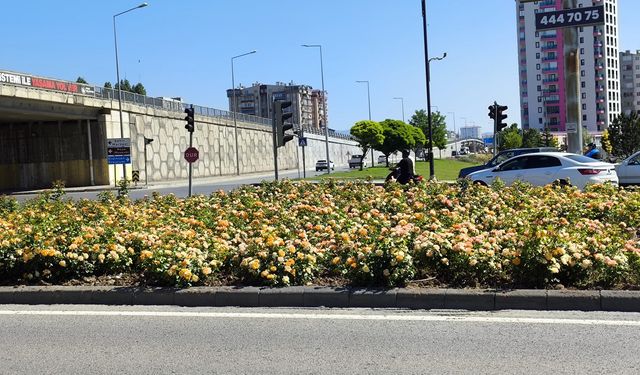 Sivas'ta beton mu kazanıyor? Yeşil mi?
