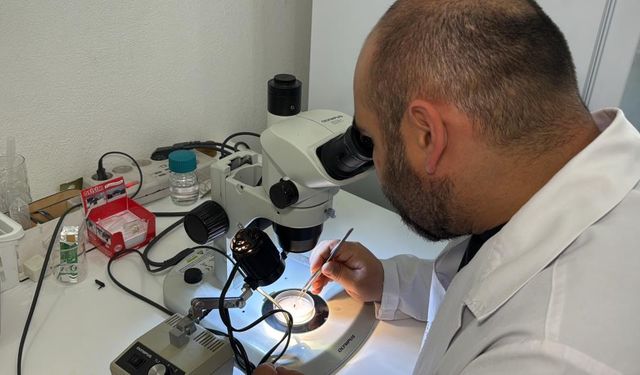 Erkeksiz çoğalıyor hızla yayılıyor! Türkiye’de ilk kez