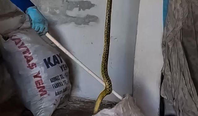 Evine bir girdi boyu tam 2 metre olan yılanla karşılaştı!