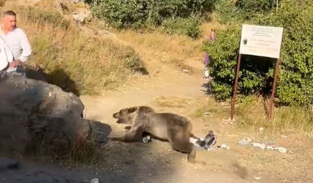 Kucağında bebekle ayı saldırısına uğradı.