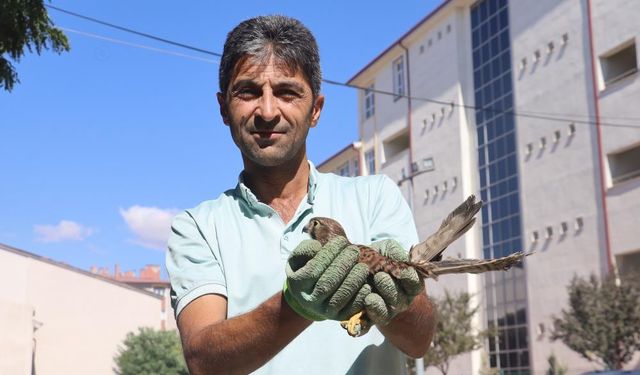 Sivas'ta yavru şahinle kurulan dostluk