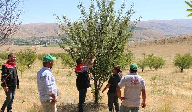 10 binin üstünde vişne ağacı dikti...