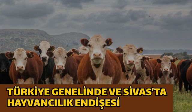 Türkiye genelinde ve Sivas’ta hayvancılık endişesi