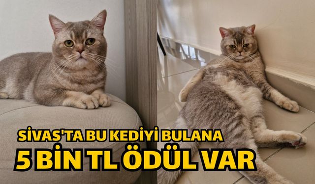 Sivas'ta bu kediyi bulana 5 bin TL ödül var