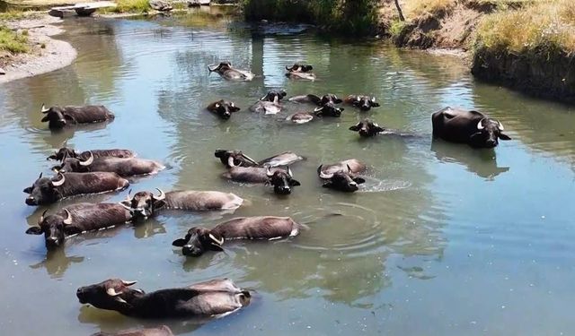 Ülkemizde korkulan manda azalışı!.. Şu anda rakam kaç?