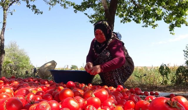 Tezek ateşinde kaynayan lezzet: Raf ömrü 3 yılı aşıyor