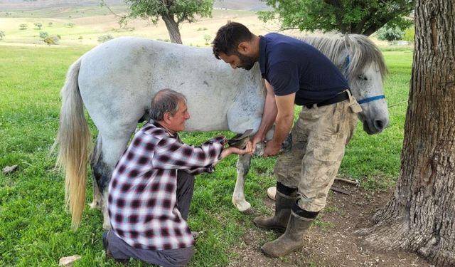 At nalı uğruna bir ömür: Bir direniş hikayesi