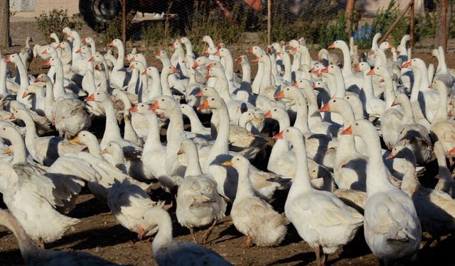 Gerçek Bir girişimcilik Haberi! Kars'a Bile Rakip Oldu!
