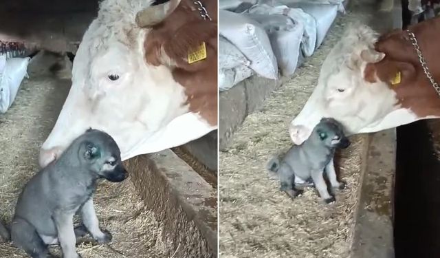 Sivas'ta hayvanların dostluğu yürekleri ısıttı