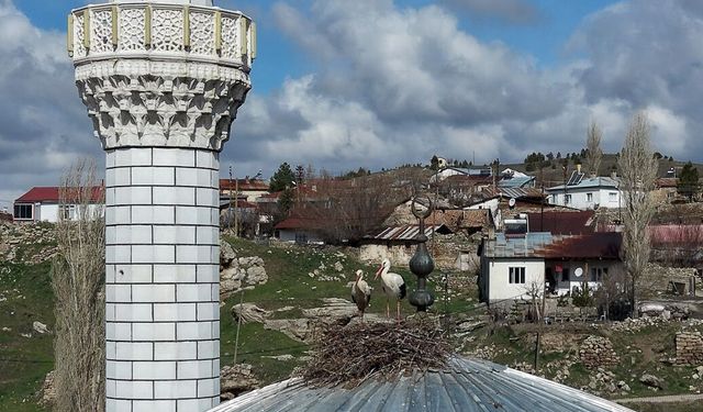 Sivas’ta Sadakatin Simgesi Oldular: Her Bahar Aynı Kubbe