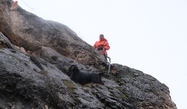 Sivas'ta Sarp Kayalıklarda 2 Gün: Anne Keçi Kurtarıldı