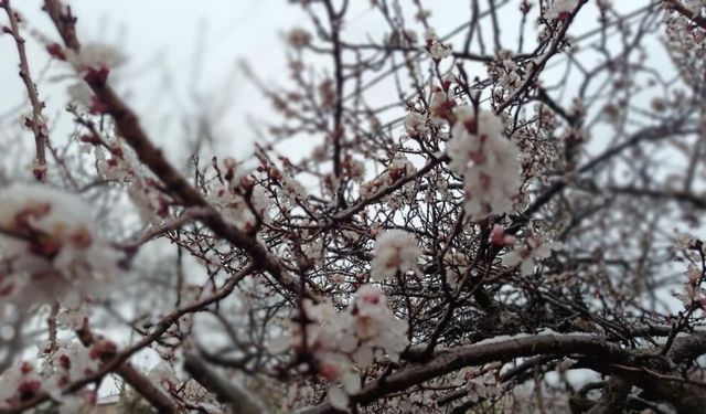 Kayısı Bahçelerinde Umutla Korku Arasında İnce Çizgi