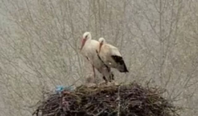 Mart kapıdan baktırdı Sivas'ta leylekler kar sürprizi ile yuvalarında dondu