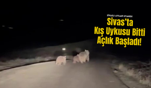 Sivas’ta Kış Uykusu Bitti, Açlık Başladı!