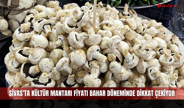 Sivas'ta Kültür Mantarı Fiyatı Bahar Döneminde Dikkat Çekiyor