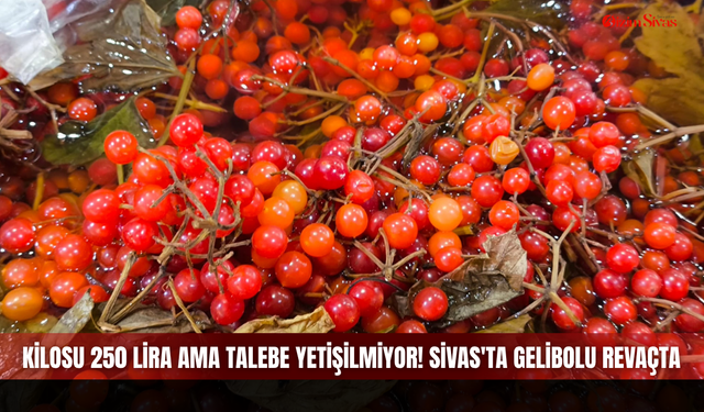 Kilosu 250 lira ama talebe yetişilmiyor! Sivas'ta Gilaburu revaçta