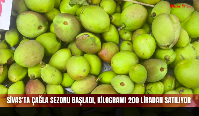 Sivas’ta çağla sezonu başladı, kilogramı 200 liradan satılıyor