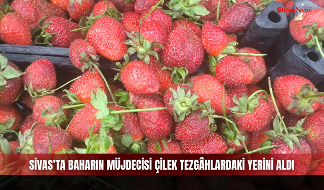 Sivas’ta Baharın Müjdecisi Çilek Tezgâhlardaki Yerini Aldı