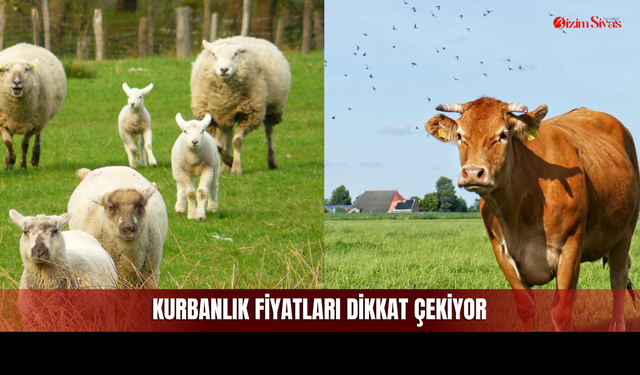 Sivas’ta Bayram Öncesi Fiyatlar Netleşti: Rakamlar Dikkat Çekiyor