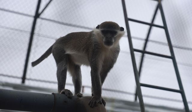 Arazide Fark Edildi, Koruma Altına Alındı