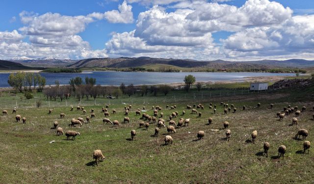 Sivas'ın Uluslararası Tescile Sahip O Gölünde Doğa Canlanıyor!