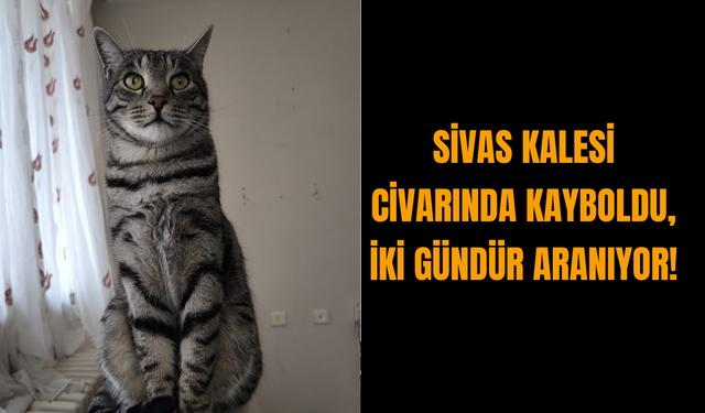 Sivas Kalesi Civarında Kayboldu, İki Gündür Aranıyor!
