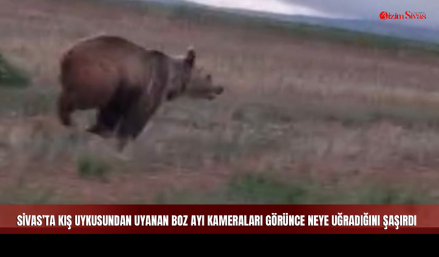 Kamerayı Görünce Neye Uğradığını Şaşırdı! Sivas’ta "Boz Ayı" Paniği