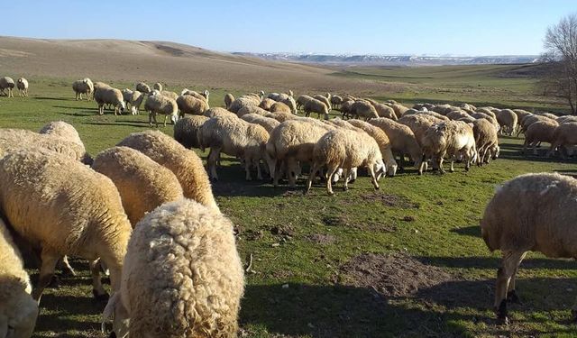 Sivas’ta Yetişiyor, Türkiye’ye Örnek Oluyor