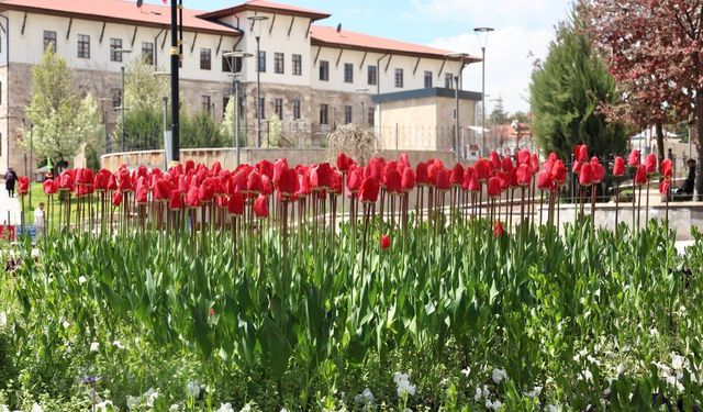 Sivas Kent Meydanı Lalelerle Renklendi