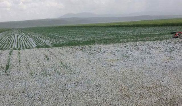 Hasada Günler Kala Tarlaları Dolu Vurdu!