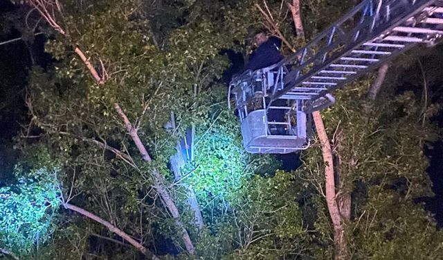 Şarkışla'da dron için ağaca çıktı, inemedi!