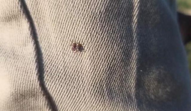Meralarda kene yoğunluğu arttı, vatandaşlara önemli uyarı