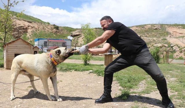 Sivas Kangalının çene gücü aslanlardan daha kuvvetli