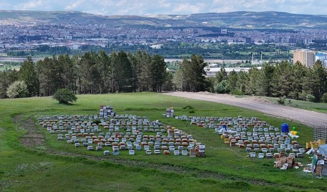 Sivas'ta gezgin arıcılar çiçek balı sezonuna başladı