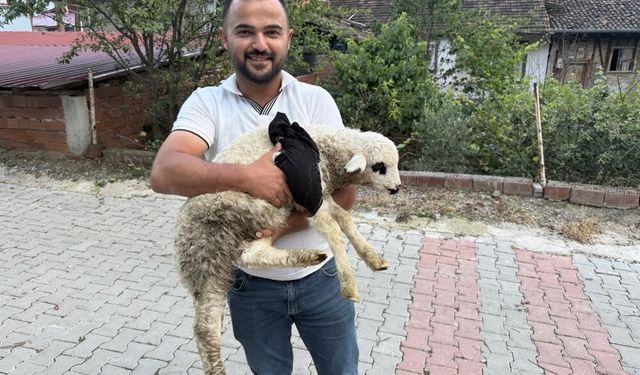 Tokat'ta Bir sağlık personeli Kuzunun Hayatını Kurtardı!