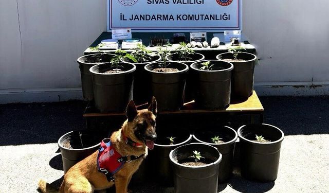 Sivas'ta fide halindeyken yakalandı