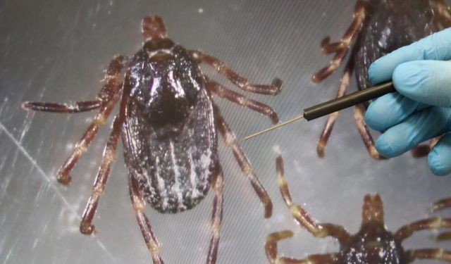 Sivas'ta ölen bazı KKKA hastalarında kene izi bulunamadı! İşte nedeni