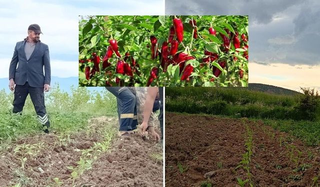 Sivas’ta Maraş biberi üretimi için fideler toprakla buluştu