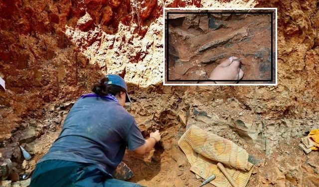 Sivas'ta bulunan fil fosili Denizli'de de bulundu